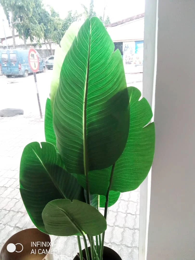 Plantain Plant