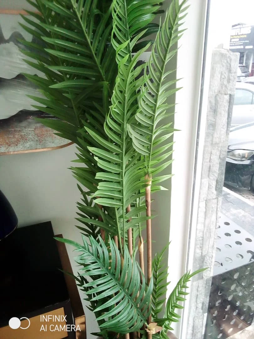 Palm Plant